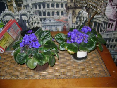 Лот: 19500669. Фото: 1. Фиалка синяя. Горшечные растения и комнатные цветы