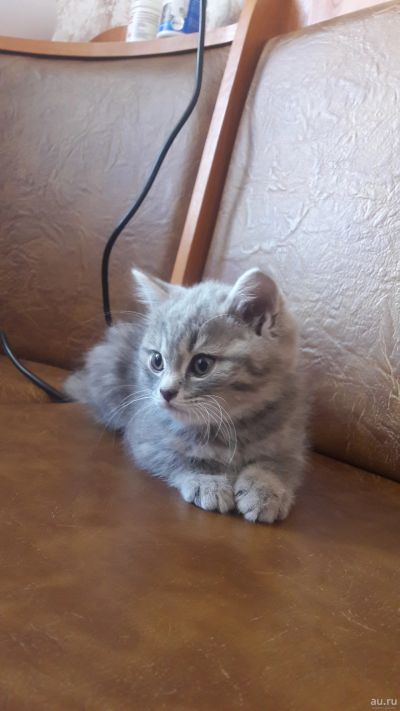 Лот: 13526997. Фото: 1. котик британец. Кошки, котята