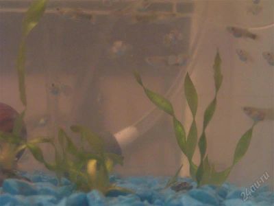 Лот: 996974. Фото: 1. Мальки Гуппи. Рыбки