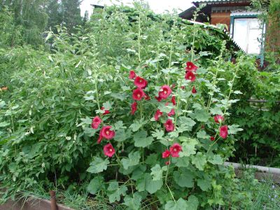 Лот: 11630164. Фото: 1. Мальва. Садовые цветы