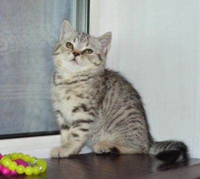 Лот: 4163567. Фото: 1. Кошечка шотландская окраса вискас. Кошки, котята