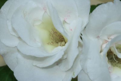 Лот: 4472813. Фото: 1. Глоксиния чисто белая махровая... Горшечные растения и комнатные цветы