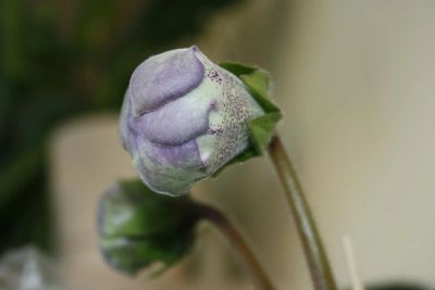 Лот: 4198603. Фото: 1. Глоксиния махровая 2 (всё растение... Горшечные растения и комнатные цветы