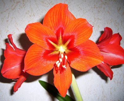 Лот: 2793348. Фото: 1. Гиппеаструм красный (можно обмен... Горшечные растения и комнатные цветы