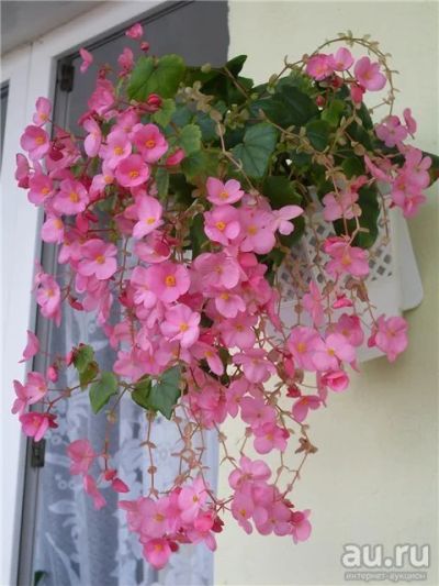 Лот: 8253854. Фото: 1. Бегония Глуар де Лоррен. Горшечные растения и комнатные цветы