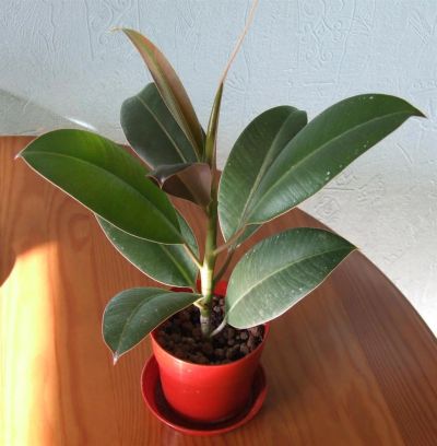 Лот: 3278960. Фото: 1. Фикус, высота 32 см. Горшечные растения и комнатные цветы