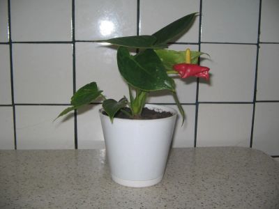 Лот: 8314223. Фото: 1. Комнатное растение Антуриум. Горшечные растения и комнатные цветы