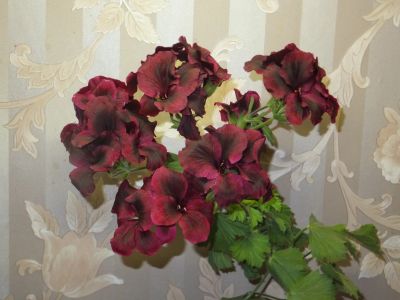 Лот: 15619621. Фото: 1. Пеларгония 'РАС Aristo Schoko'. Горшечные растения и комнатные цветы