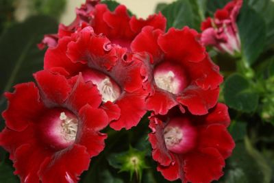 Лот: 4352625. Фото: 1. Глоксиния красная с горшком (цветут... Горшечные растения и комнатные цветы