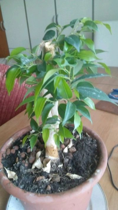 Лот: 13915689. Фото: 1. Фикус Бенджамин. Горшечные растения и комнатные цветы