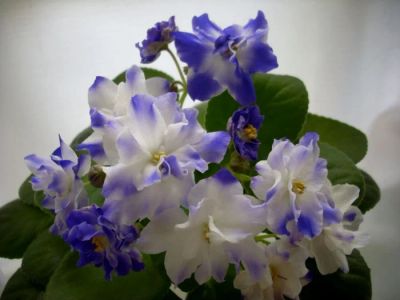 Лот: 3255499. Фото: 1. Лист сортовой фиалки "Синяя вспышка... Горшечные растения и комнатные цветы