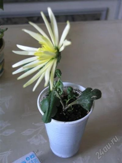 Лот: 826455. Фото: 1. Махровая хризантема жёлтая. Горшечные растения и комнатные цветы