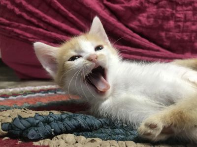 Лот: 19240694. Фото: 1. Котята в добрые руки. Кошки, котята