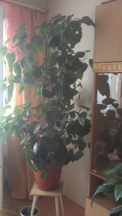 Лот: 4248337. Фото: 1. РОЗА цветок. Горшечные растения и комнатные цветы