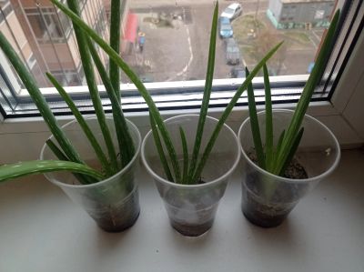 Лот: 25881951. Фото: 1. Детки алоэ-вера. Горшечные растения и комнатные цветы
