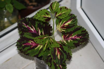 Лот: 3123557. Фото: 1. Колеус (крапивка) 2. Горшечные растения и комнатные цветы