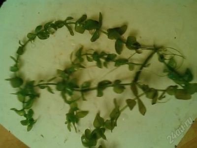 Лот: 1295298. Фото: 1. водоросли. срочно заберите!. Водные растения