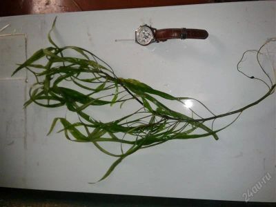 Лот: 1865957. Фото: 1. Гигрофила иволистная. Водные растения