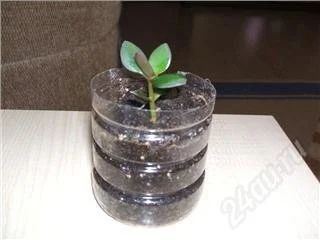 Лот: 93930. Фото: 1. денежное дерево (толстянка) отросток. Горшечные растения и комнатные цветы