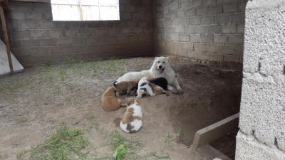 Лот: 7765799. Фото: 1. сао на охрану. Собаки, щенки