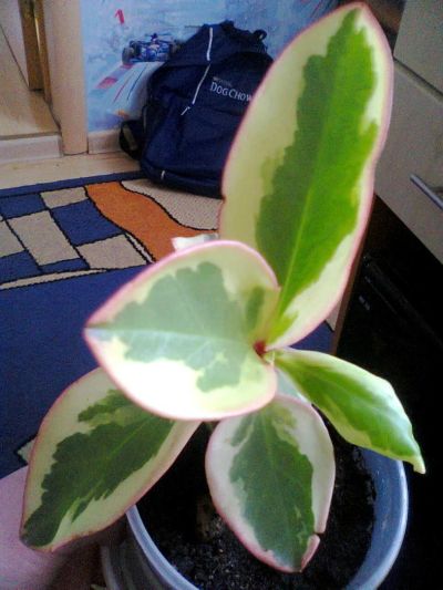 Лот: 5398521. Фото: 1. пеперомия вариегатная (черенок... Горшечные растения и комнатные цветы