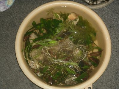 Лот: 5633347. Фото: 1. продам тазик травы)))). Водные растения