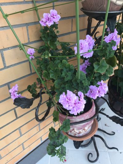 Лот: 11757789. Фото: 1. Пеларгония ампельная взрослое... Горшечные растения и комнатные цветы