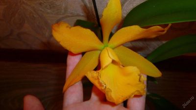 Лот: 4757915. Фото: 1. орхидея каттлея ("желтая"). Горшечные растения и комнатные цветы