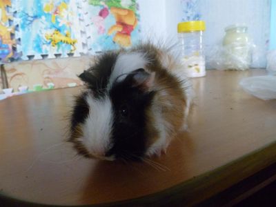 Лот: 3303004. Фото: 1. морская свинка красивая. Остальные животные