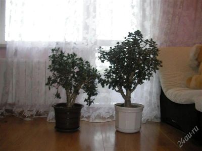 Лот: 1693778. Фото: 1. денежное дерево взрослое читаем... Горшечные растения и комнатные цветы