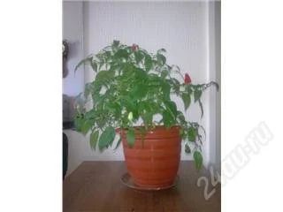 Лот: 114880. Фото: 1. Перчик (уже подросли) :)))). Горшечные растения и комнатные цветы