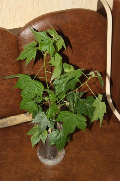 Лот: 4127958. Фото: 1. Абутилон Селло (комнатный клен... Горшечные растения и комнатные цветы