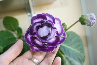 Лот: 4388871. Фото: 1. Глоксиния белая с фиолетовым ободком... Горшечные растения и комнатные цветы