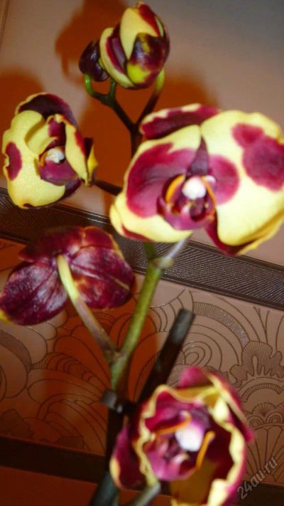 Лот: 5619331. Фото: 1. Орхидея фаленопсис F44. Горшечные растения и комнатные цветы
