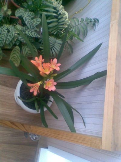 Лот: 8381876. Фото: 1. кливия. Горшечные растения и комнатные цветы