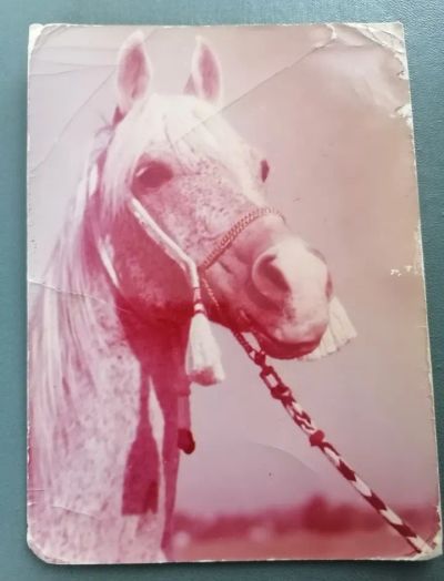 Лот: 21108323. Фото: 1. Открытка Лошадь 1977 г. Польша. Открытки, конверты