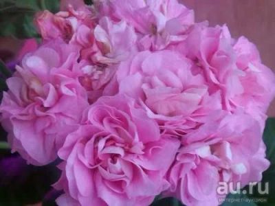 Лот: 18235701. Фото: 1. Сортовая пеларгония "Miss rose... Горшечные растения и комнатные цветы