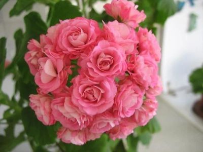 Лот: 11154825. Фото: 1. пеларгония australien pink rosebud. Горшечные растения и комнатные цветы