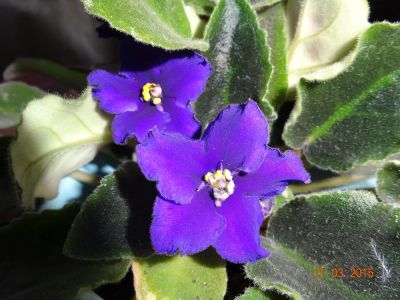 Лот: 5443587. Фото: 1. Фиалка Космическая легенда Ярко-фиолетовые... Горшечные растения и комнатные цветы