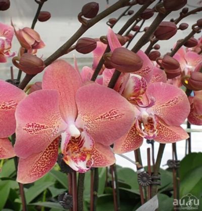 Лот: 18108203. Фото: 1. Орхидея Фаленопсис (451)Leco Fantastic... Горшечные растения и комнатные цветы