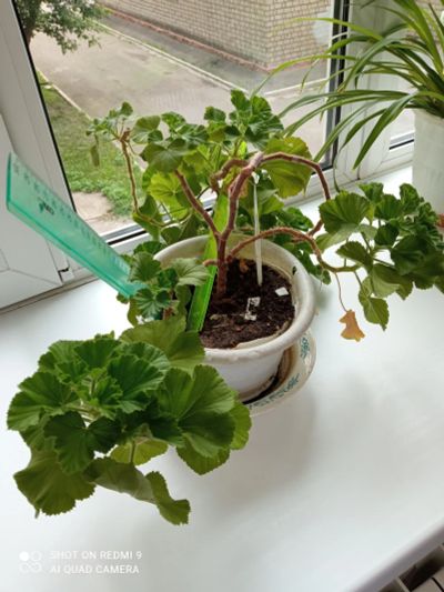 Лот: 20570034. Фото: 1. герань королевская. Горшечные растения и комнатные цветы