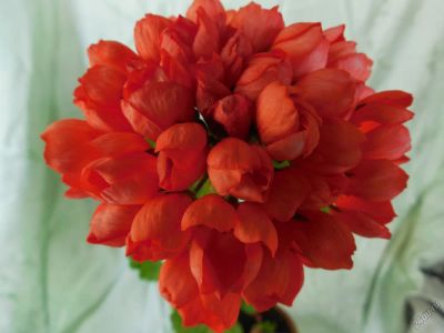 Лот: 5577610. Фото: 1. Пеларгония тюльпановидная Ред... Горшечные растения и комнатные цветы