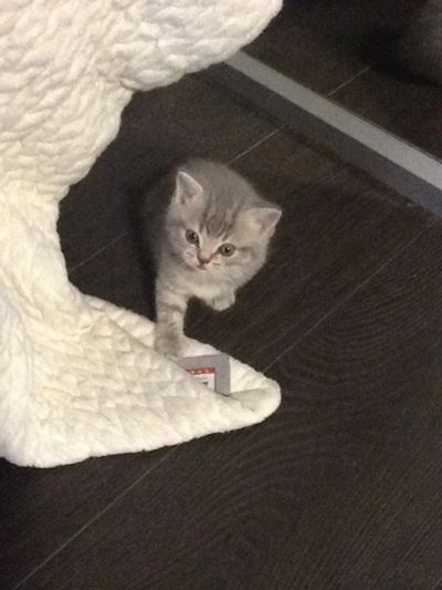 Лот: 4107995. Фото: 1. Котята шотландские. Кошки, котята