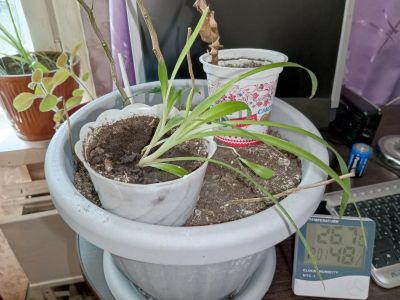 Лот: 17700115. Фото: 1. хлорофитум растение на фото с... Горшечные растения и комнатные цветы