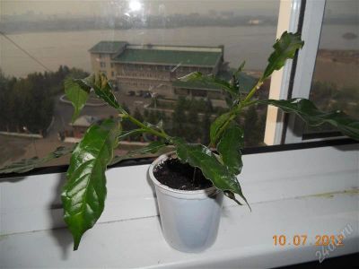 Лот: 1942059. Фото: 1. Клеродендрум Уолича,. Горшечные растения и комнатные цветы