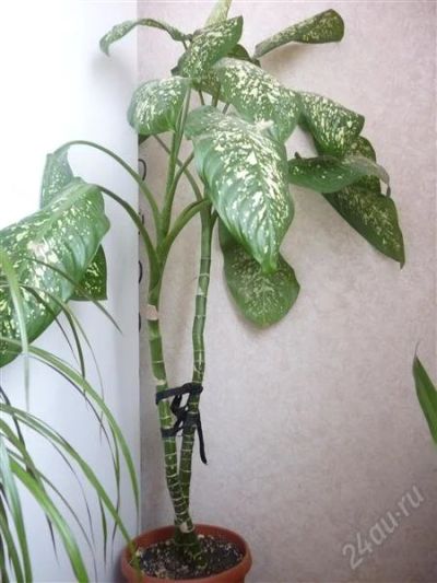Лот: 573844. Фото: 1. Дифенбахия 90 см. Горшечные растения и комнатные цветы
