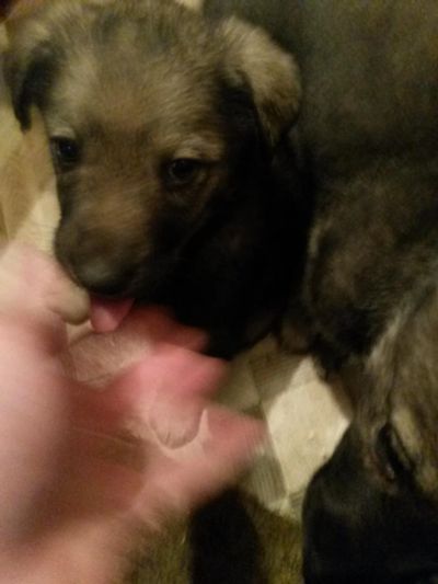 Лот: 7094904. Фото: 1. отдам щенят. Собаки, щенки