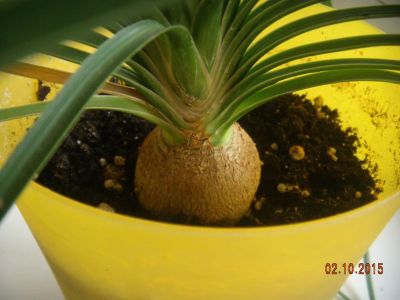 Лот: 6197777. Фото: 1. Нолина, бокарнея, бутылочная пальма... Горшечные растения и комнатные цветы