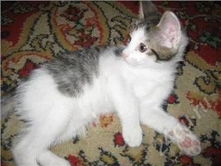 Лот: 105372. Фото: 1. Отдам котёнка в хорошие руки!. Остальные животные