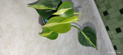 Лот: 15862185. Фото: 1. Филодендрон медиоптика триколор. Горшечные растения и комнатные цветы